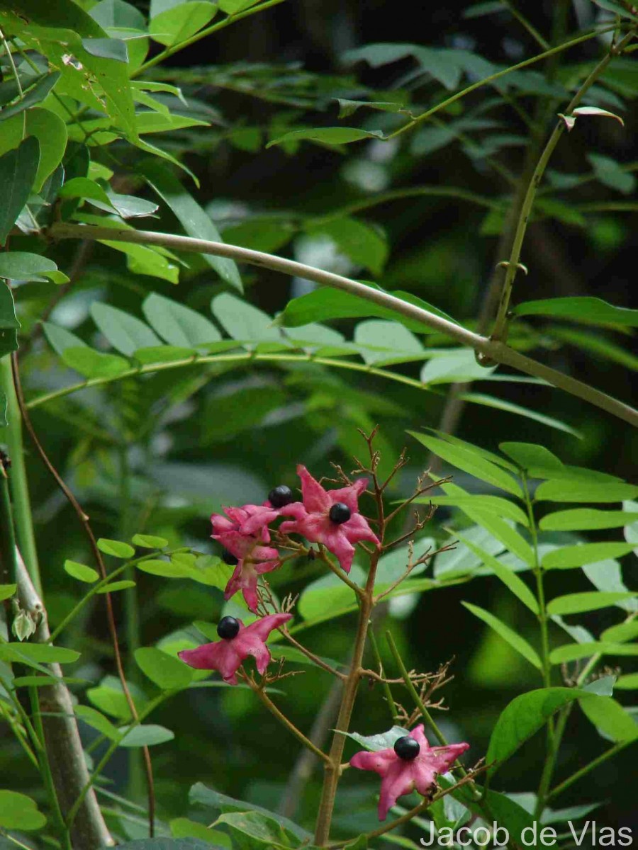 Clerodendrum infortunatum L.